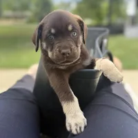 Debbie, a female Labrador Retriever for sale in Belmont, MS – 6 of 10