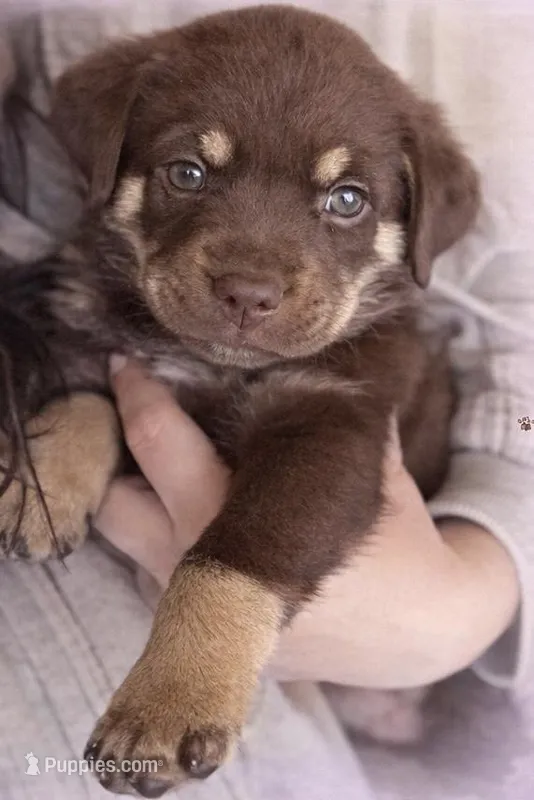 Debbie – Labrador Retriever puppy for sale in Belmont, MS