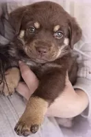 Debbie, a female Labrador Retriever for sale in Belmont, MS – 1 of 10