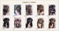 Debbie, a female Labrador Retriever for sale in Belmont, MS – 8 of 10