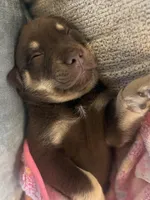 Debbie, a female Labrador Retriever for sale in Belmont, MS – 7 of 10