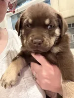 Debbie, a female Labrador Retriever for sale in Belmont, MS – 3 of 10