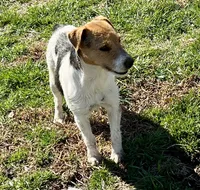 Waylon, a male Jack Russell Terrier for sale in Blossom, TX – 9 of 10