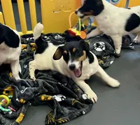 Rose, a female Jack Russell Terrier for sale in Blossom, TX – Photo 2 of 10