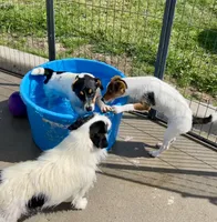 Rose, a female Jack Russell Terrier for sale in Blossom, TX – 4 of 10