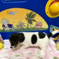 Rose, a female Jack Russell Terrier for sale in Blossom, TX – Photo 6 of 10