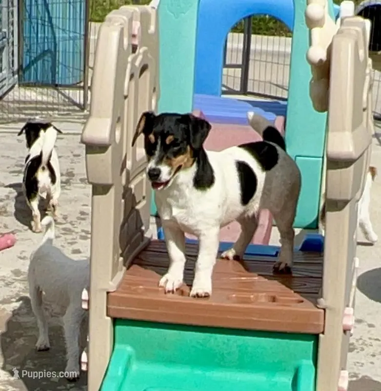 Rose – Jack Russell Terrier puppy for sale in Blossom, TX