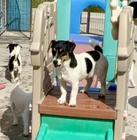 Rose, a female Jack Russell Terrier for sale in Blossom, TX – 1 of 10
