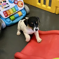 Rose, a female Jack Russell Terrier for sale in Blossom, TX – Photo 4 of 10