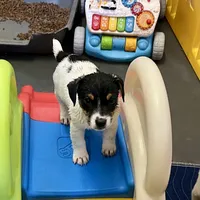 Rose, a female Jack Russell Terrier for sale in Blossom, TX – Photo 3 of 10