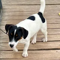 Rose, a female Jack Russell Terrier for sale in Blossom, TX – Photo 9 of 10