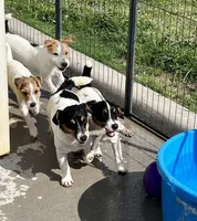 Rose, a female Jack Russell Terrier for sale in Blossom, TX – 3 of 10