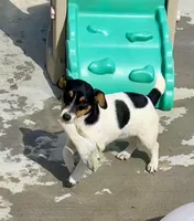 Rose, a female Jack Russell Terrier for sale in Blossom, TX – 2 of 10