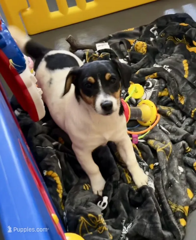 Rose – Jack Russell Terrier puppy for sale in Blossom, TX