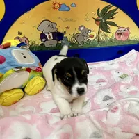 Rose, a female Jack Russell Terrier for sale in Blossom, TX – Photo 5 of 10