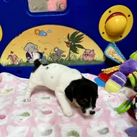 Rose, a female Jack Russell Terrier for sale in Blossom, TX – Photo 7 of 10