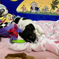 Rose, a female Jack Russell Terrier for sale in Blossom, TX – Photo 8 of 10