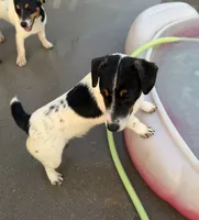 Ivy, a female Jack Russell Terrier for sale in Blossom, TX – 5 of 10