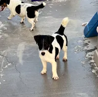 Lily, a female Jack Russell Terrier for sale in Blossom, TX – 2 of 10