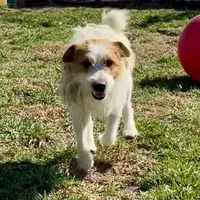 Freya, a female Jack Russell Terrier for sale in Blossom, TX – Photo 6 of 6