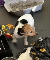 Freya, a female Jack Russell Terrier for sale in Blossom, TX – Photo 2 of 6