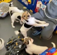 Freya, a female Jack Russell Terrier for sale in Blossom, TX – Photo 3 of 6