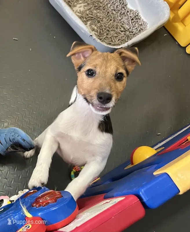 Freya – Jack Russell Terrier puppy for sale in Blossom, TX