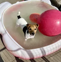 Freya, a female Jack Russell Terrier for sale in Blossom, TX – 3 of 10