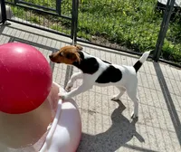 Freya, a female Jack Russell Terrier for sale in Blossom, TX – 6 of 10