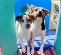 Freya, a female Jack Russell Terrier for sale in Blossom, TX – 4 of 10