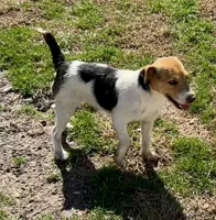 Freya, a female Jack Russell Terrier for sale in Blossom, TX – Photo 5 of 6