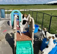 Freya, a female Jack Russell Terrier for sale in Blossom, TX – 5 of 10