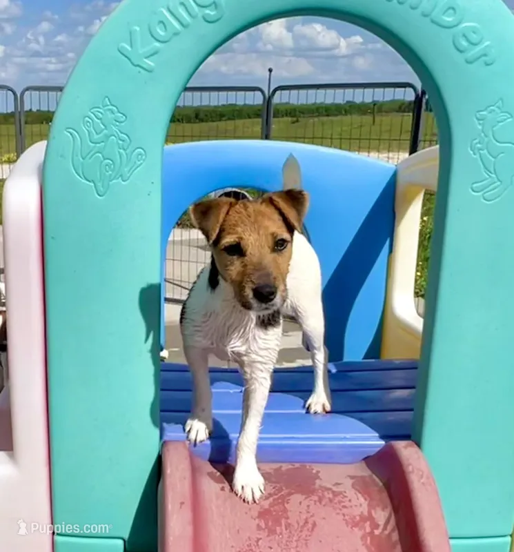 Freya – Jack Russell Terrier puppy for sale in Blossom, TX