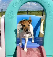 Freya, a female Jack Russell Terrier for sale in Blossom, TX – 1 of 10