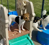 Freya, a female Jack Russell Terrier for sale in Blossom, TX – 2 of 10