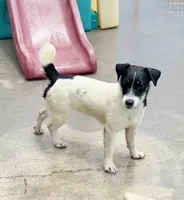 Lily, a female Jack Russell Terrier for sale in Blossom, TX – 3 of 10