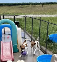 Walker Sale Pending, a male Jack Russell Terrier for sale in Blossom, TX – 6 of 10