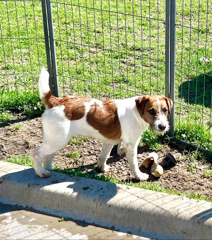Waylon – Jack Russell Terrier puppy for sale in Blossom, TX