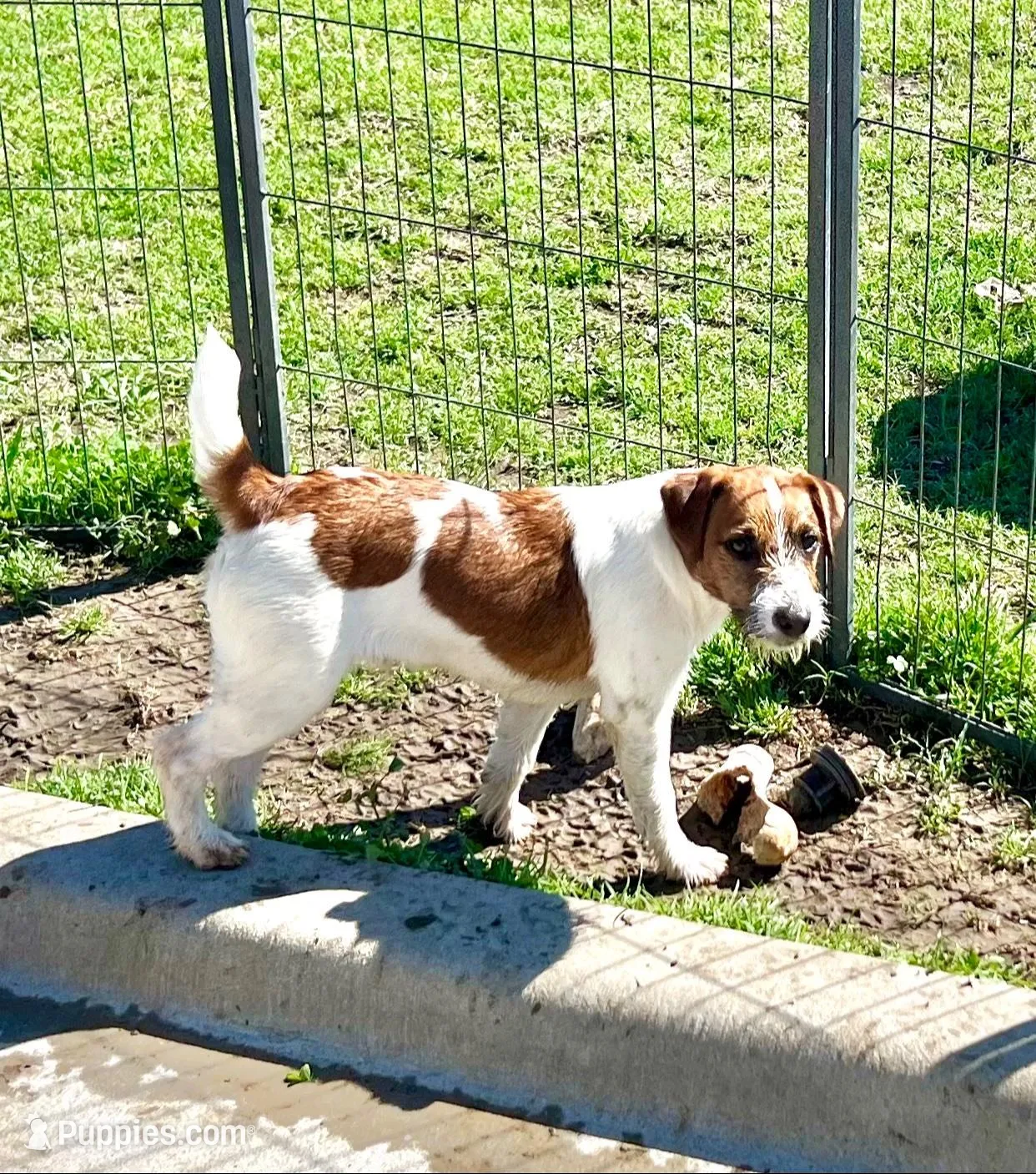 Waylon, a male Jack Russell Terrier for sale in Blossom, TX – 3 of 10