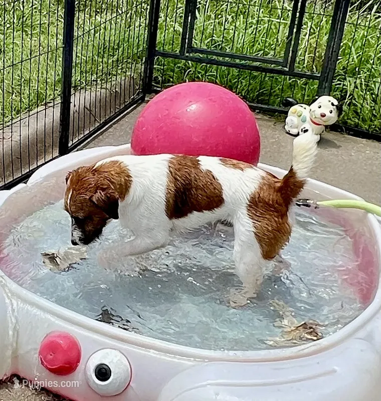 Waylon – Jack Russell Terrier puppy for sale in Blossom, TX