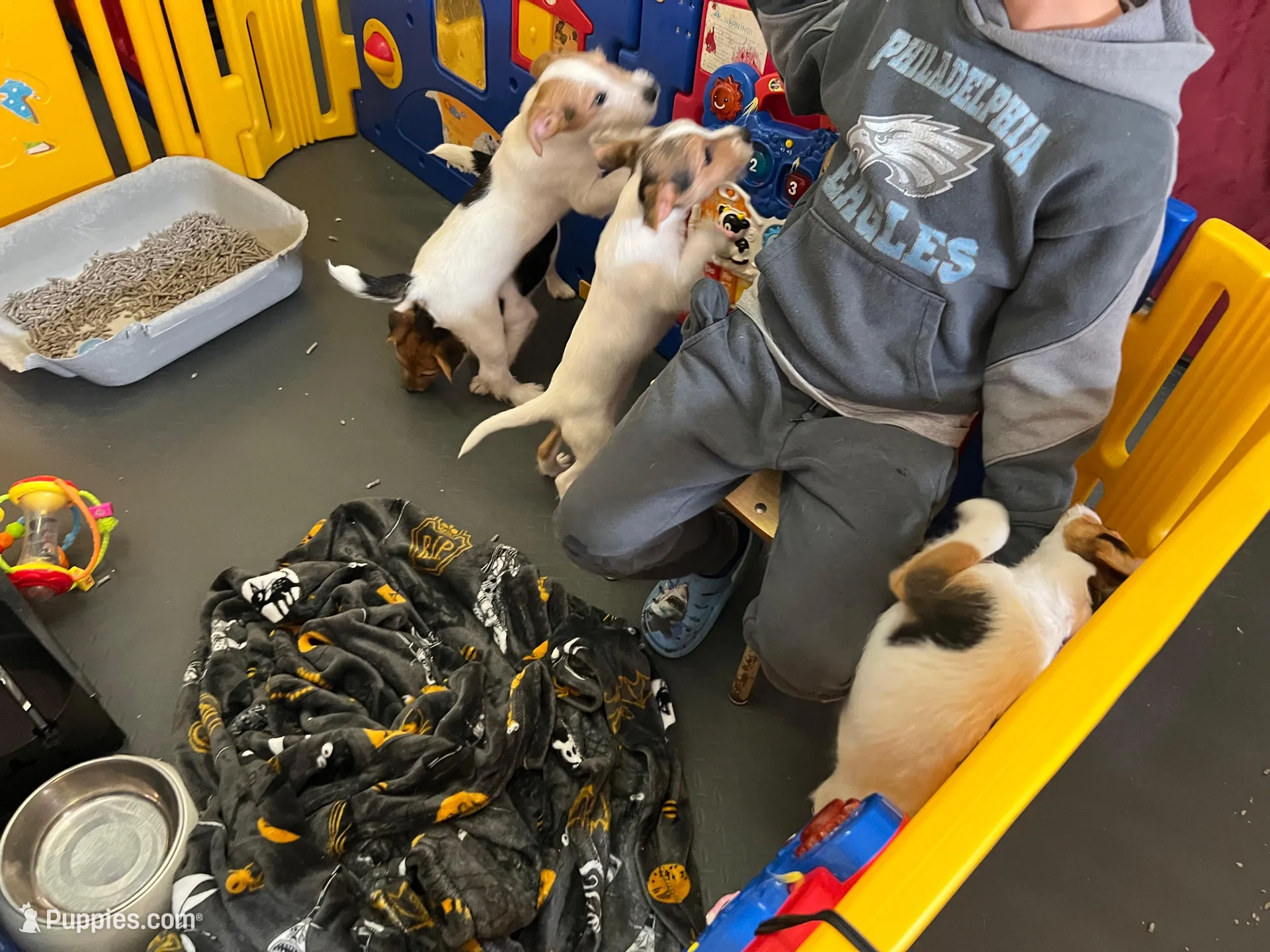 Little Bit, a female Jack Russell Terrier for sale in Blossom, TX – Photo 6 of 8