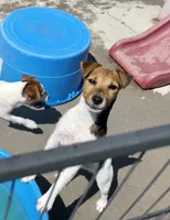 Freya/ Sale Pending, a female Jack Russell Terrier for sale in Blossom, TX – 3 of 10