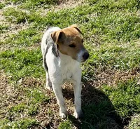 Walker Sale Pending, a male Jack Russell Terrier for sale in Blossom, TX – 10 of 10