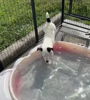 Winter - Shorty, a female Jack Russell Terrier for sale in Blossom, TX – 4 of 10