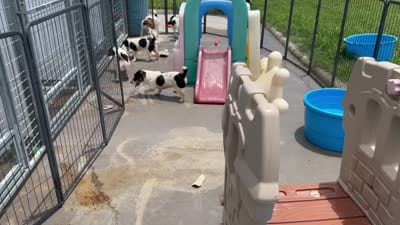 Ivy, a female Jack Russell Terrier for sale in Blossom, TX – 7 of 10