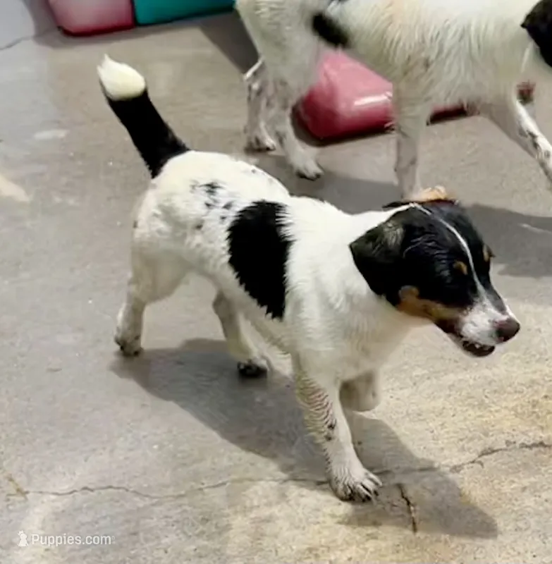 Ivy – Jack Russell Terrier puppy for sale in Blossom, TX