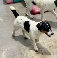 Ivy, a female Jack Russell Terrier for sale in Blossom, TX – 1 of 10