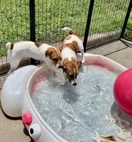 Walker Sale Pending, a male Jack Russell Terrier for sale in Blossom, TX – 5 of 10
