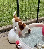 Waylon, a male Jack Russell Terrier for sale in Blossom, TX – 2 of 10