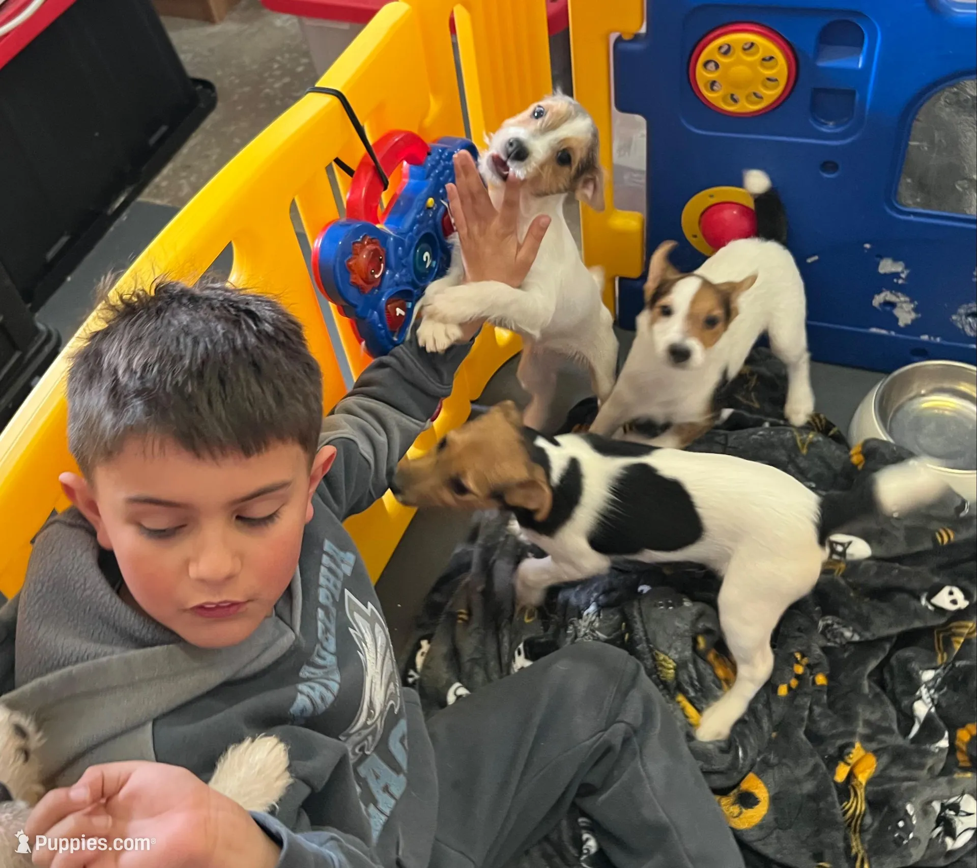 Freya, a female Jack Russell Terrier for sale in Blossom, TX – Photo 4 of 6